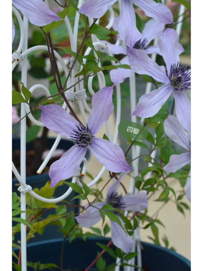 Clematis  ‘ Ryuusei | 流星