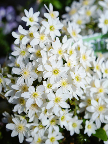Clematis ‘’Joe｜银币‘’
