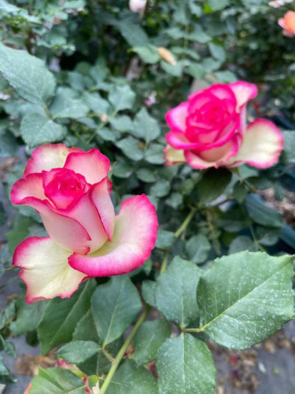 Rose is  ‘ Monroe ｜ 梦露