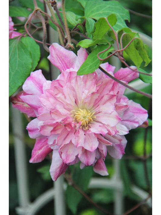 Clematis ‘’Patricia Ann Fretwel｜帕特丽夏‘’