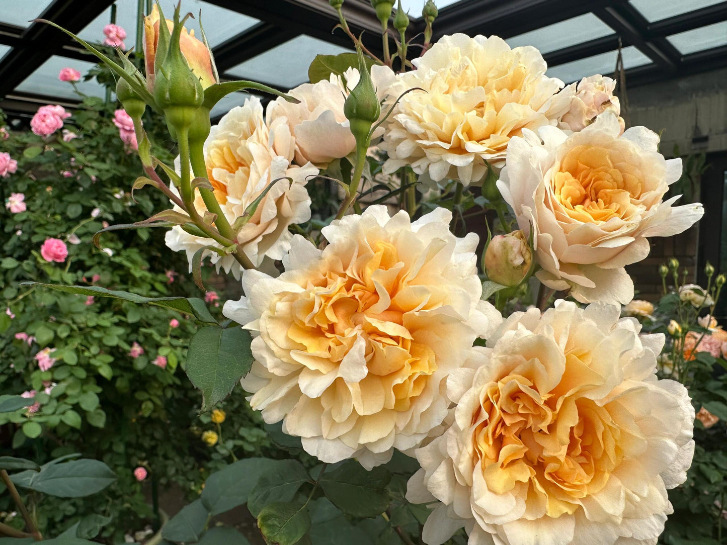 Rosa ’ Ben Weatherstaff｜ ベン ウェザースタッフ|   园丁老班 - New Variety 2020