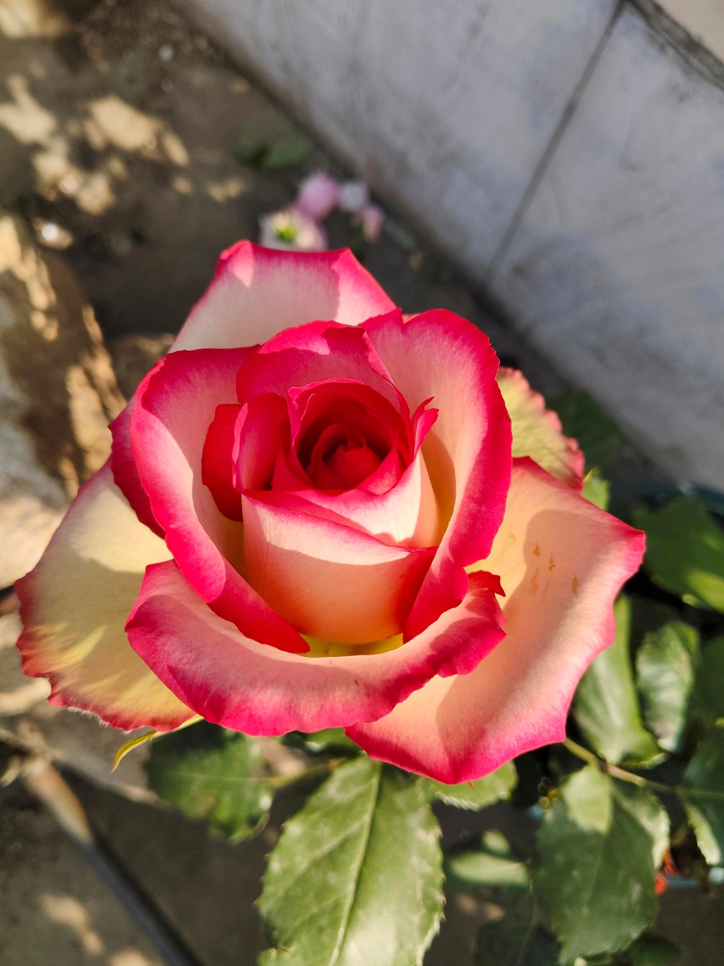 Rose is  ‘ Monroe ｜ 梦露