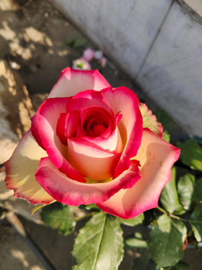 Rose is  ‘ Monroe ｜ 梦露