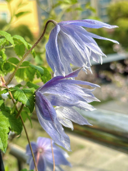 Clematis ‘’Maidwell Hall｜梅德维尔‘’