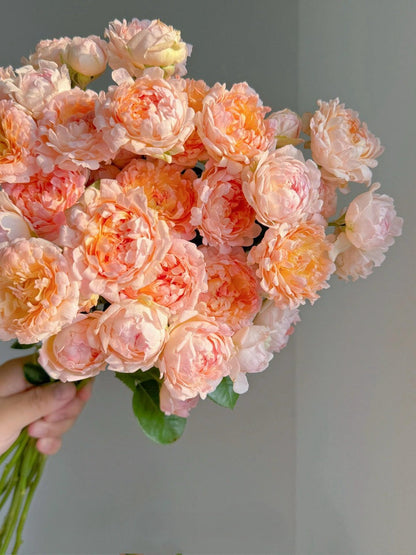 Rare Rose  ‘ Peach Anemone ｜桃子海葵 - New Variety 2023