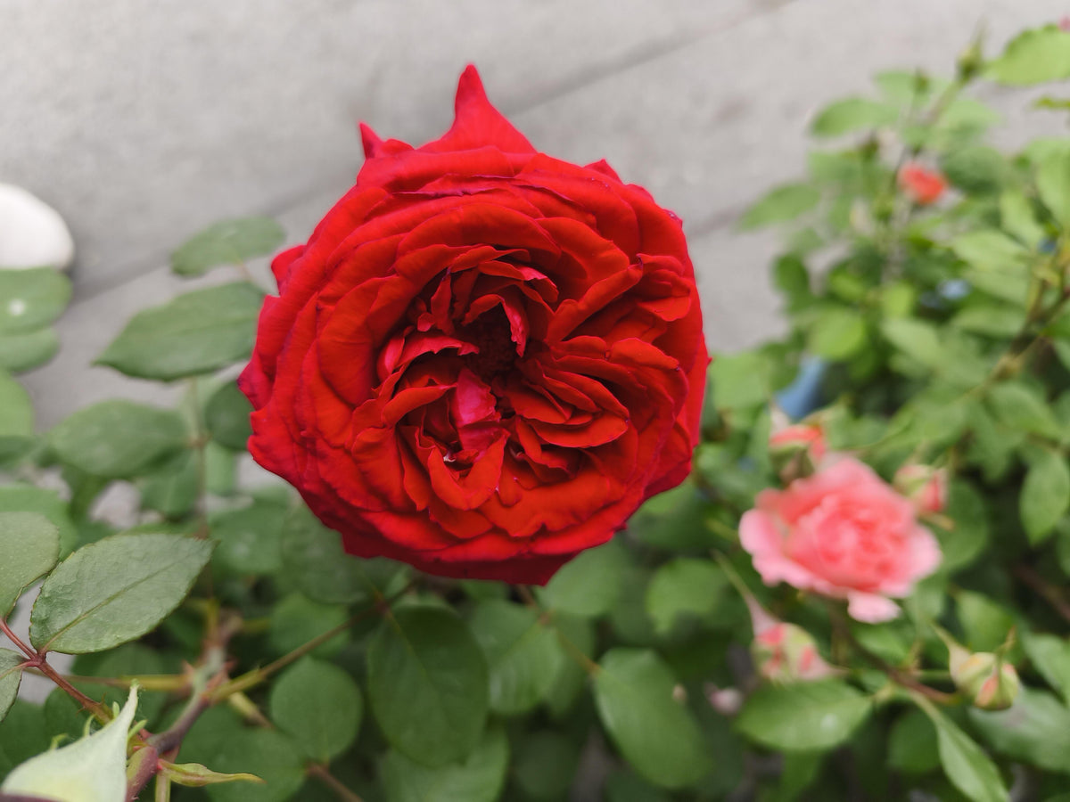Rose 'Admiral' 海上将军