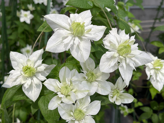 Clematis‘’Pluvia Imprint| 雨的印记‘’｜New Variety 2024｜US Exclusive