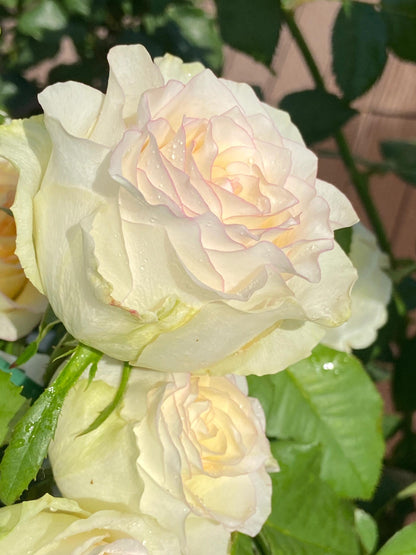 Rose  ’ White Jumilia ｜白艾莎