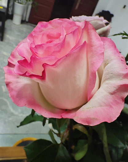 Rose  ’ BouLevard ｜ 林荫大道 | 武媚娘