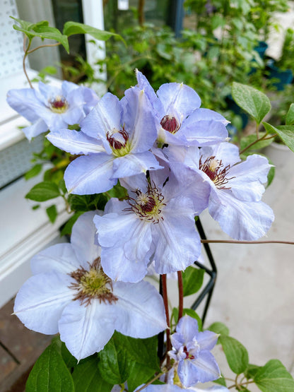 Clematis ‘’Blue Cotillion｜蓝色龙沙舞‘’