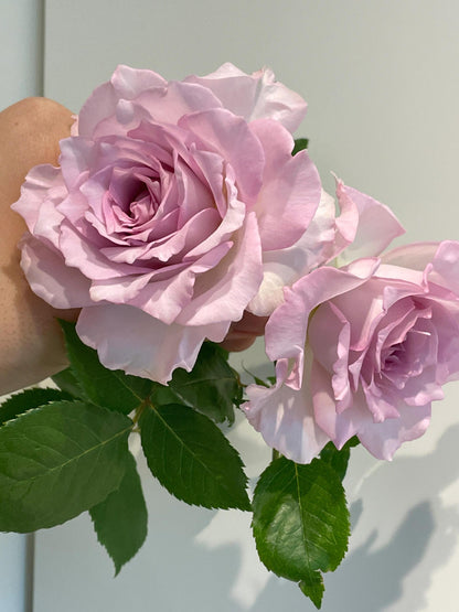 Rose  ’ Lu Ning Xiang｜露凝香 - New 2022
