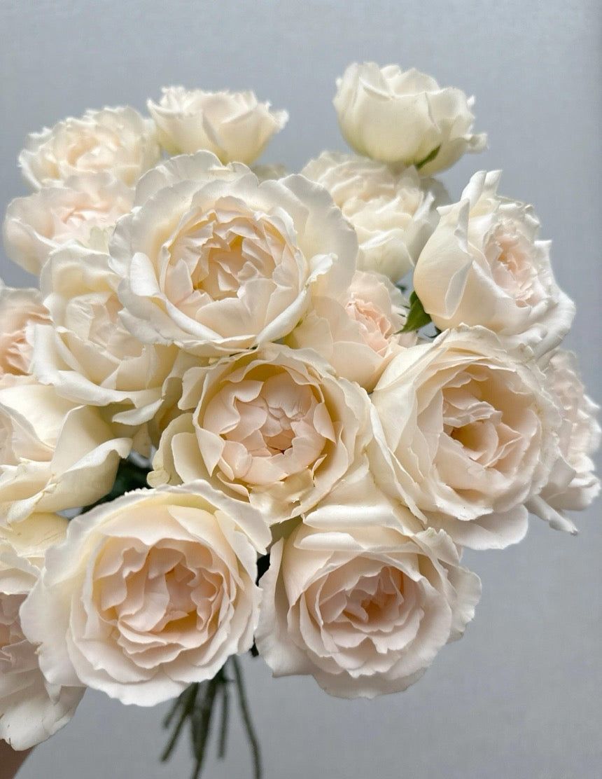 Rose  ’ Kashō｜かしょう｜华宵 - New Variety 2024