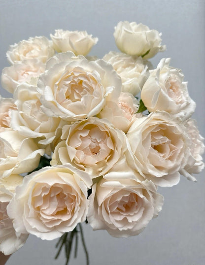 Rose  ’ Kashō｜かしょう｜华宵 - New Variety 2024