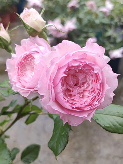Rose ’ Misty Moon｜Rong Rong Yue ｜溶溶月 -  New Variety 2022
