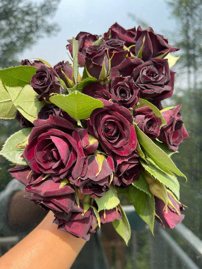 Rose  ‘ Louis XIV｜ルイ14世 ｜路易十四