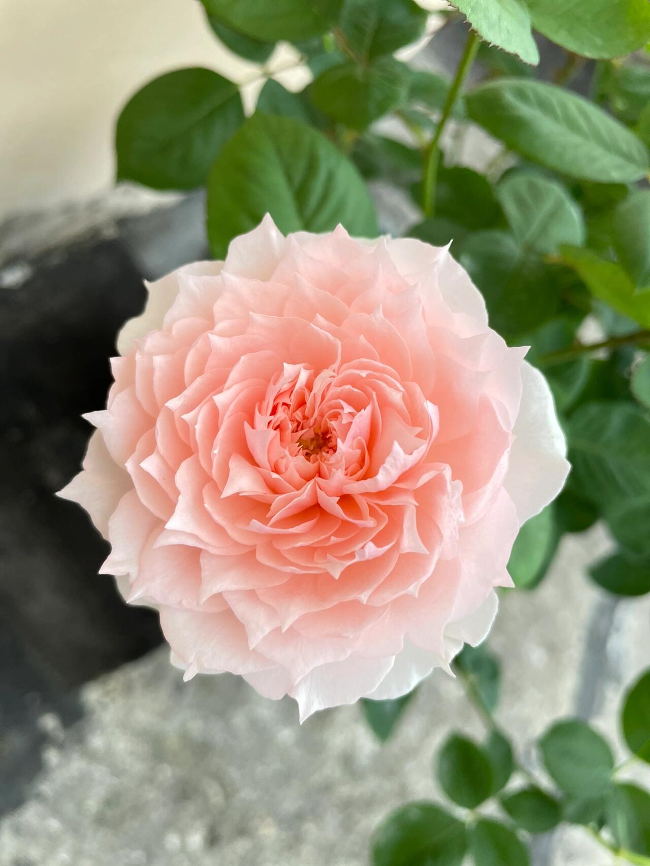 Rose  ’ Monique Darve | 莫妮卡戴维 ‘