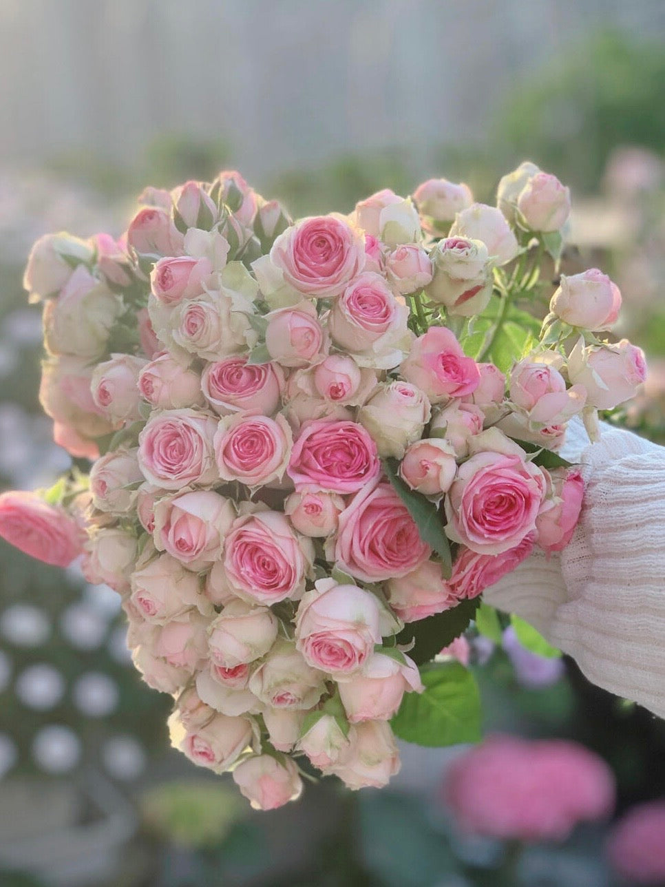 Prolific Rose  ‘ Super Sensation ｜粉多头/ 超感