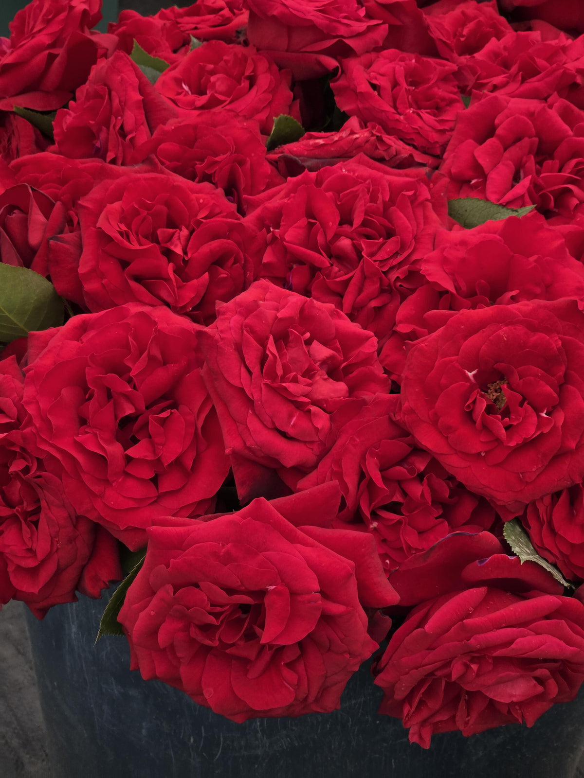 Rose 'Admiral' 海上将军