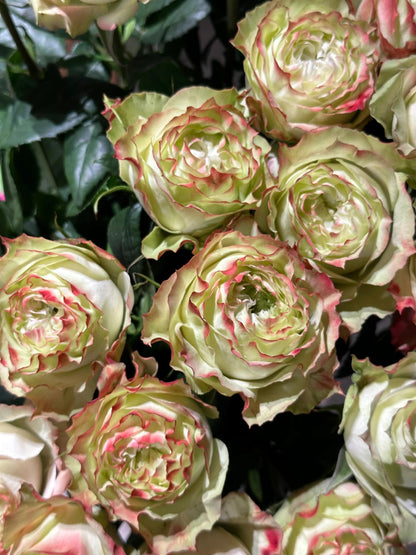 Rose  ‘ Green Apple｜グリーンアップル| 青苹果  - New Variety Florists Rose