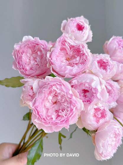 Rose ’ Misty Moon｜Rong Rong Yue ｜溶溶月 -  New Variety 2022