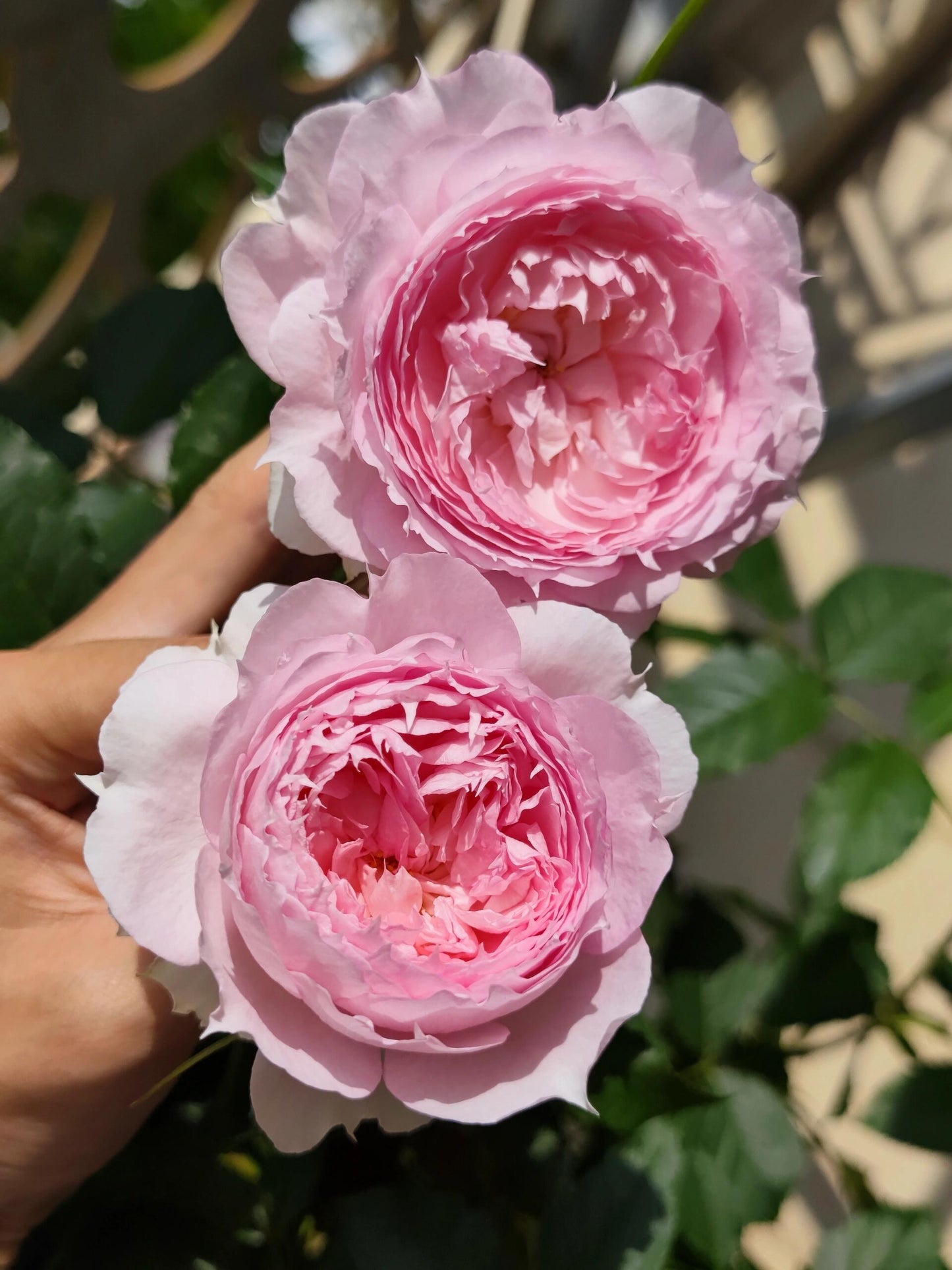 Rose ’ Misty Moon｜Rong Rong Yue ｜溶溶月 -  New Variety 2022