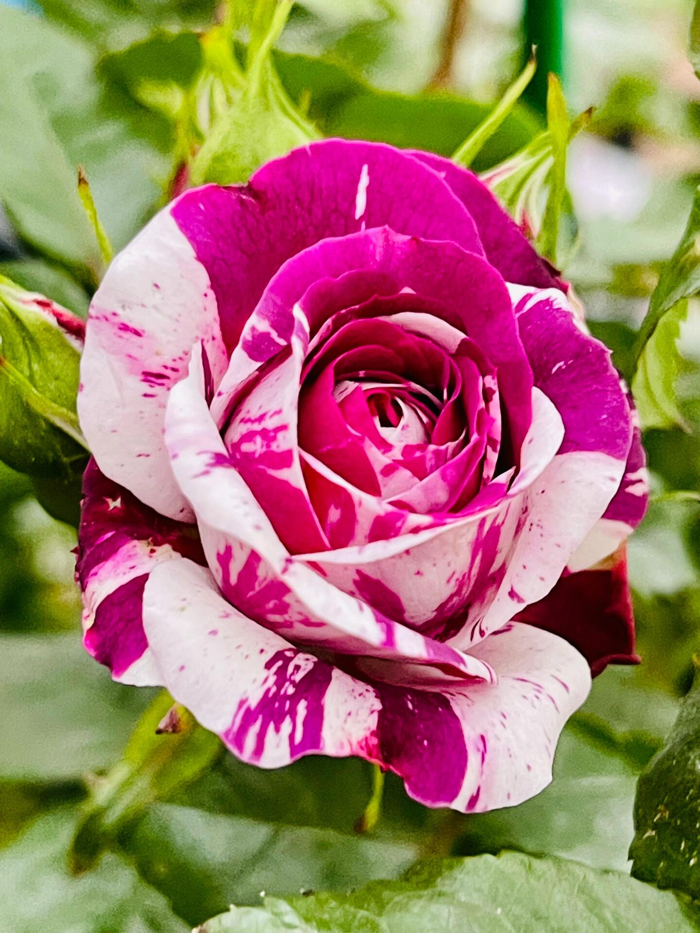 Rose  ’ Scented Jewel｜センティッドジュエル ｜芬芳宝石