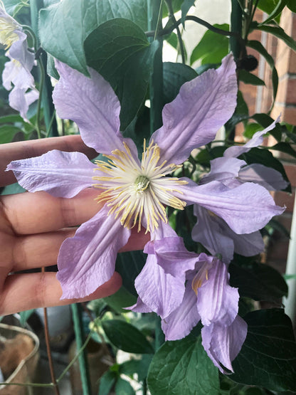 Clematis ‘’East River| 东方河流‘’