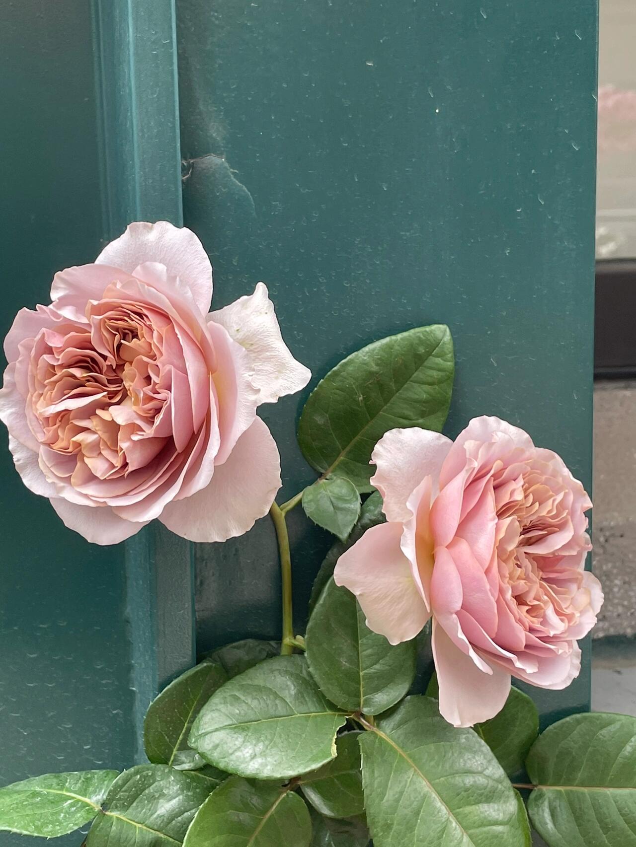 Rose ‘ Caffe Latte  ｜拿铁咖啡‘