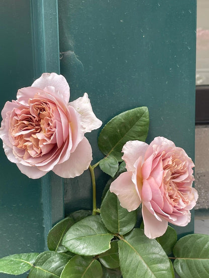 Rose ‘ Caffe Latte  ｜拿铁咖啡‘