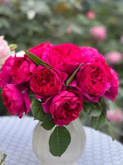 Rose  ‘ Ci Xuan| 慈萱|  - New Variety 2020