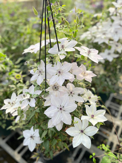 Rare Clematis ‘’Guizi｜摫子‘’