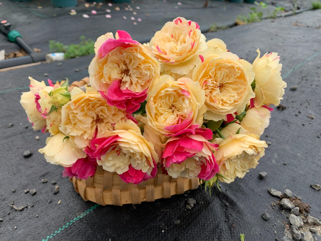 Rose ‘ Fugetsu｜ふうげつ |  风月