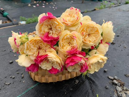 Rose ‘ Fugetsu｜ふうげつ |  风月