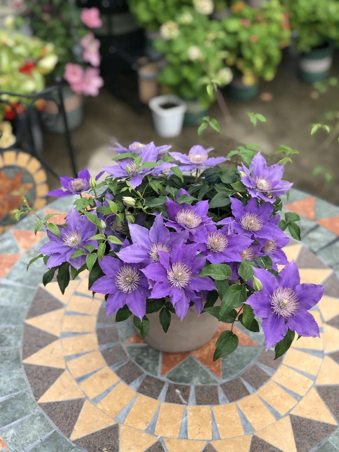 Clematis ‘Bijoul | Evipo030'|  啤酒