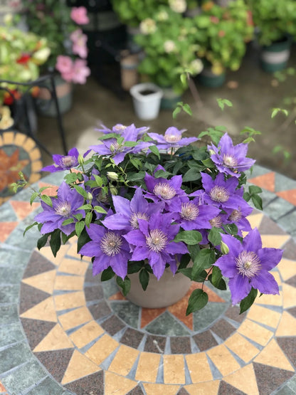 Clematis ‘Bijoul | Evipo030'|  啤酒