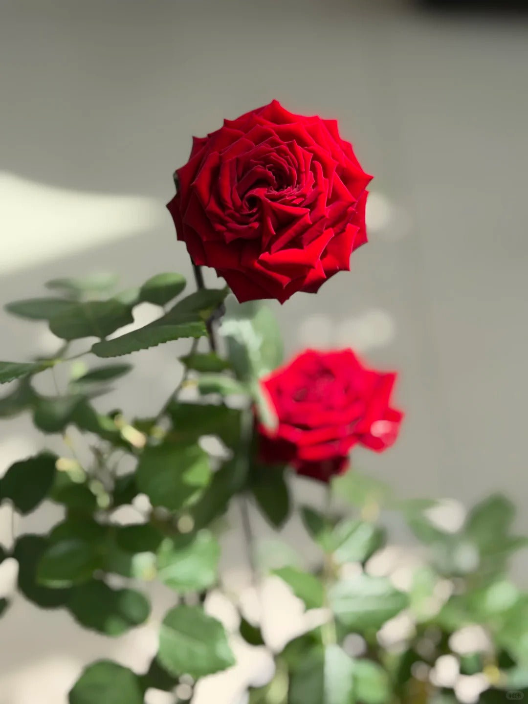 Rose  ' Hearts | 心跳红梅拉