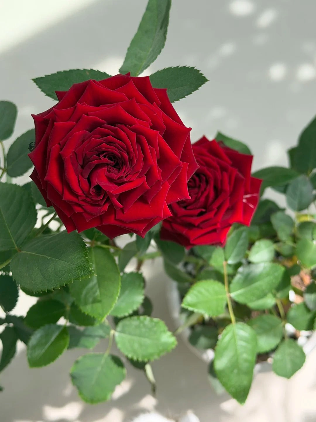 Rose  ' Hearts | 心跳红梅拉