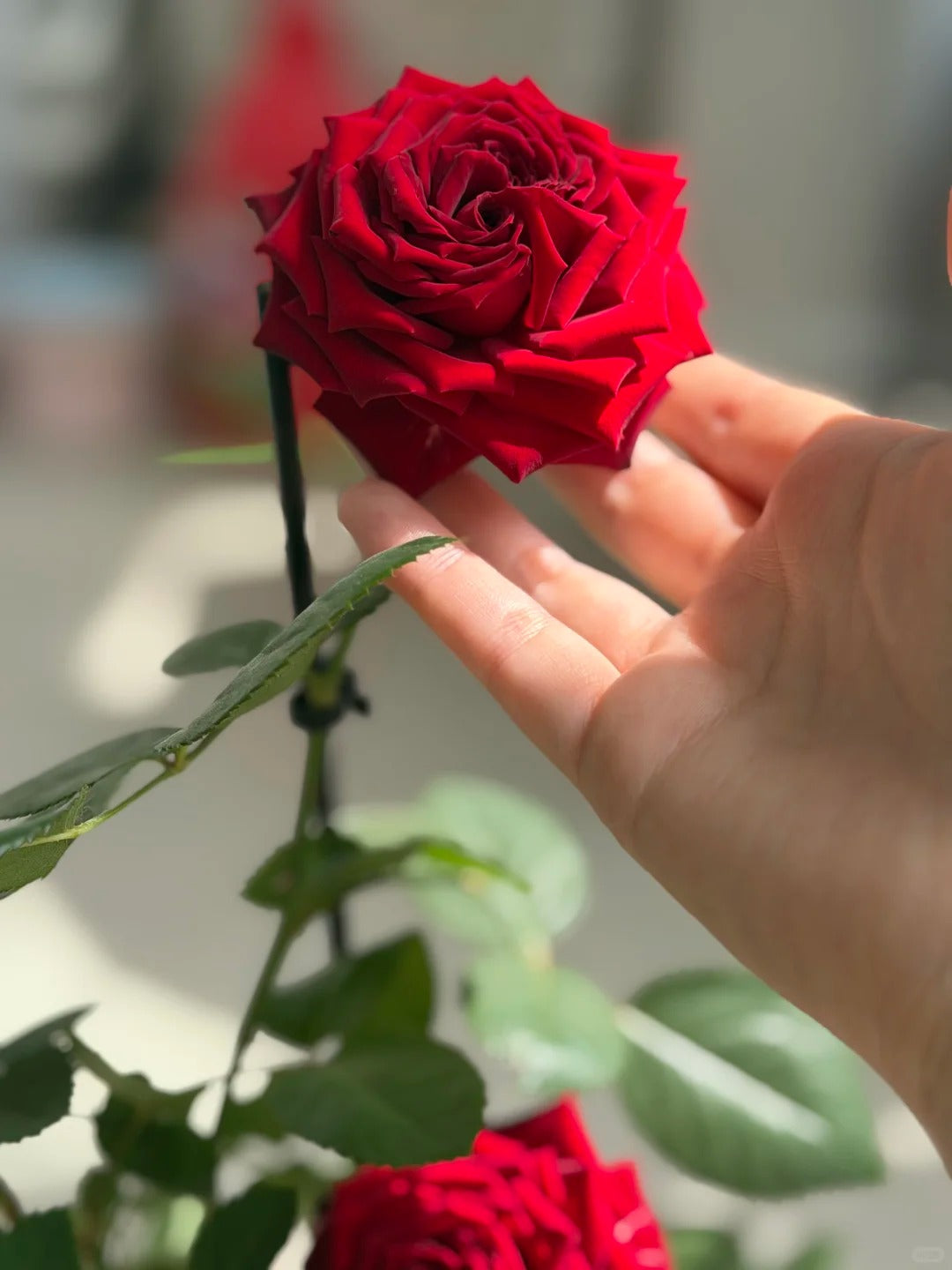 Rose  ' Hearts | 心跳红梅拉