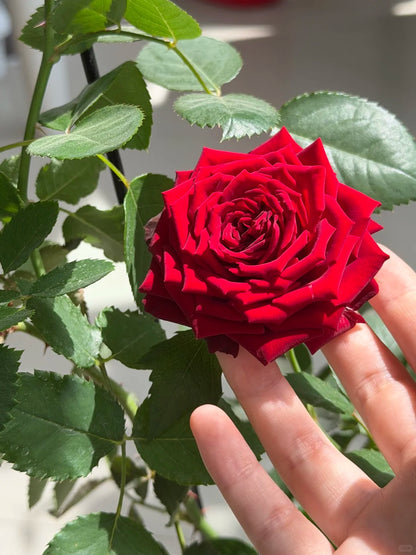 Rose  ' Hearts | 心跳红梅拉