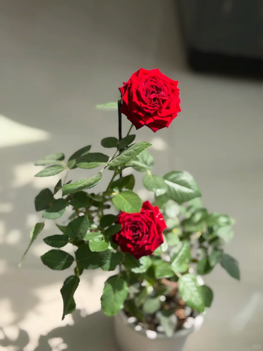 Rose  ' Hearts | 心跳红梅拉