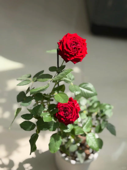 Rose  ' Hearts | 心跳红梅拉