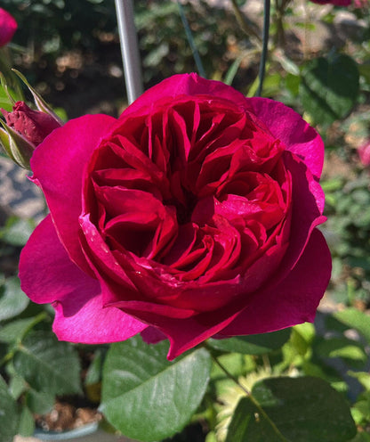 Rose  ‘ Ci Xuan| 慈萱|  - New Variety 2020