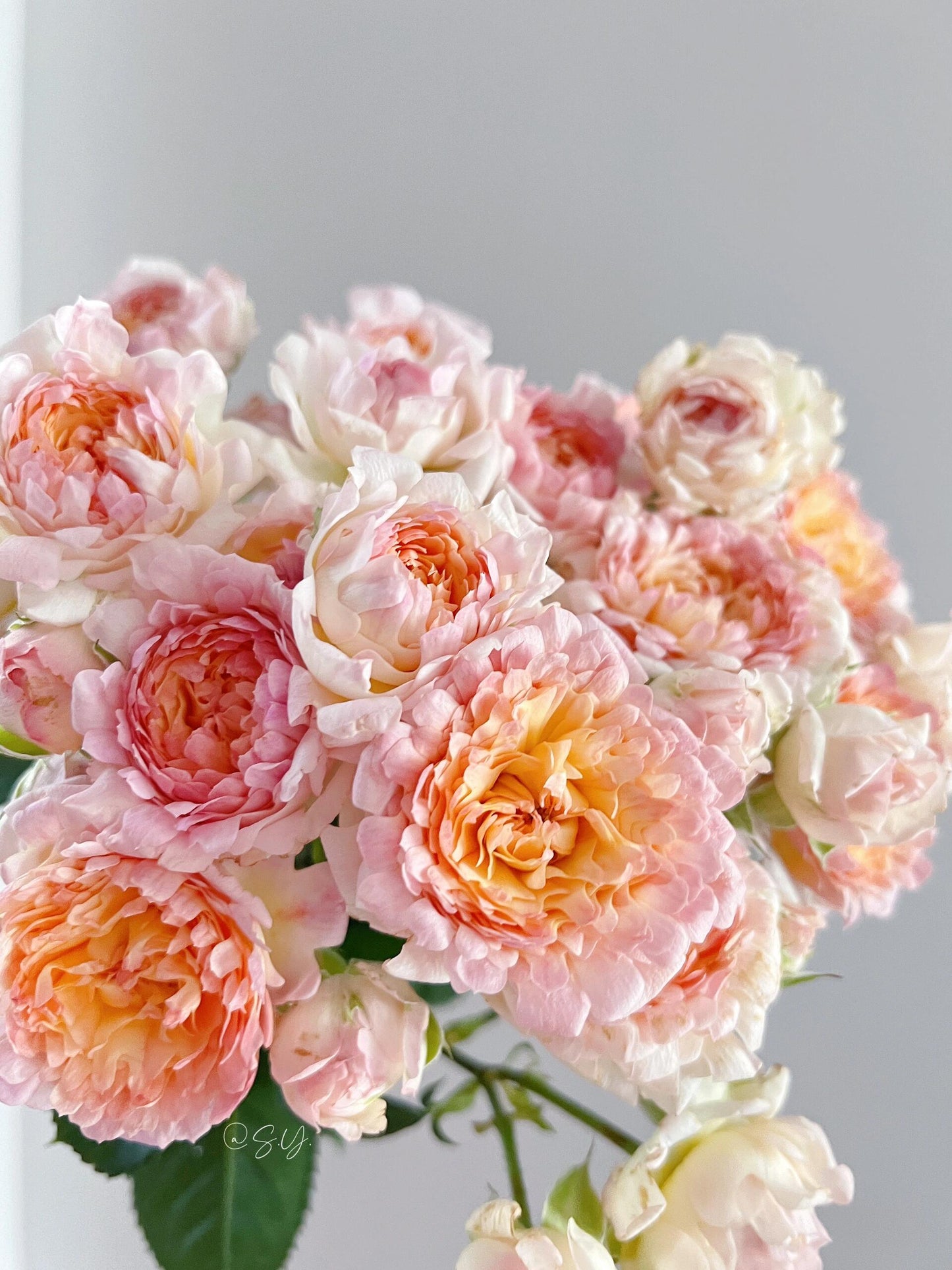 Rare Rose  ‘ Peach Anemone ｜桃子海葵 - New Variety 2023