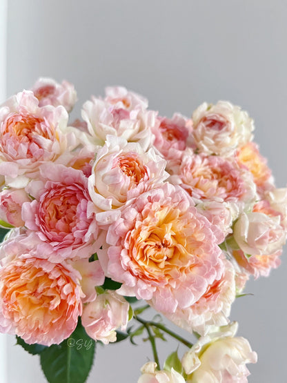Rare Rose  ‘ Peach Anemone ｜桃子海葵 - New Variety 2023