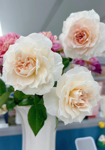 Rose  ‘ Royal Diva｜歌剧皇后'