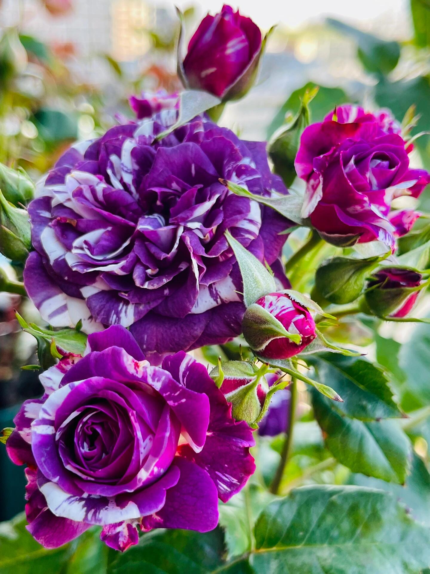 Rose  ’ Scented Jewel｜センティッドジュエル ｜芬芳宝石