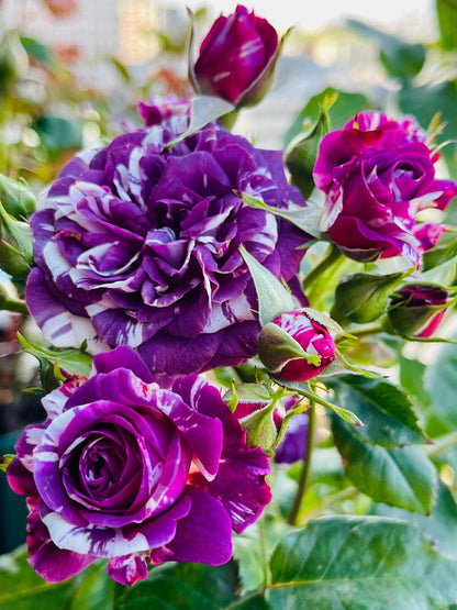 Rose  ’ Scented Jewel｜センティッドジュエル ｜芬芳宝石
