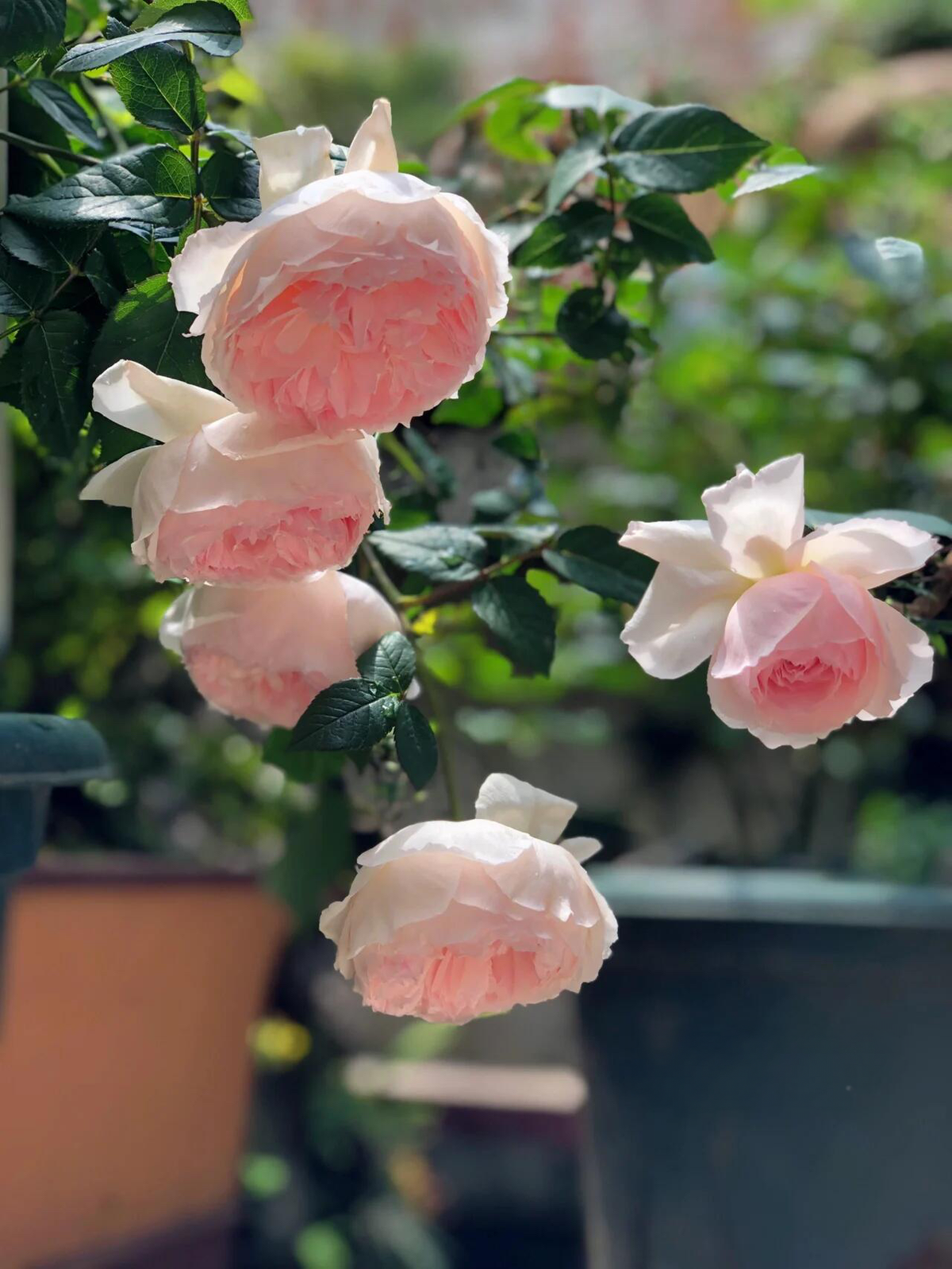 Rose 'Pretty Rabbit' 漂亮的玉兔