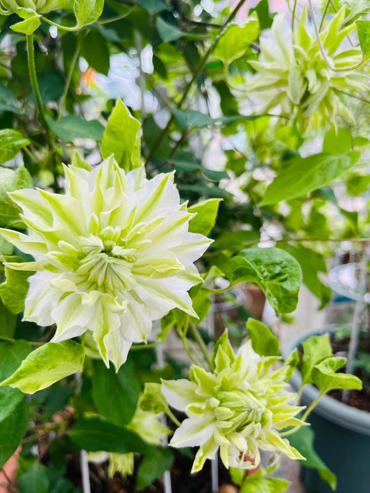 Clematis - ‘’Sen no kaze|千の風|风之森林‘’