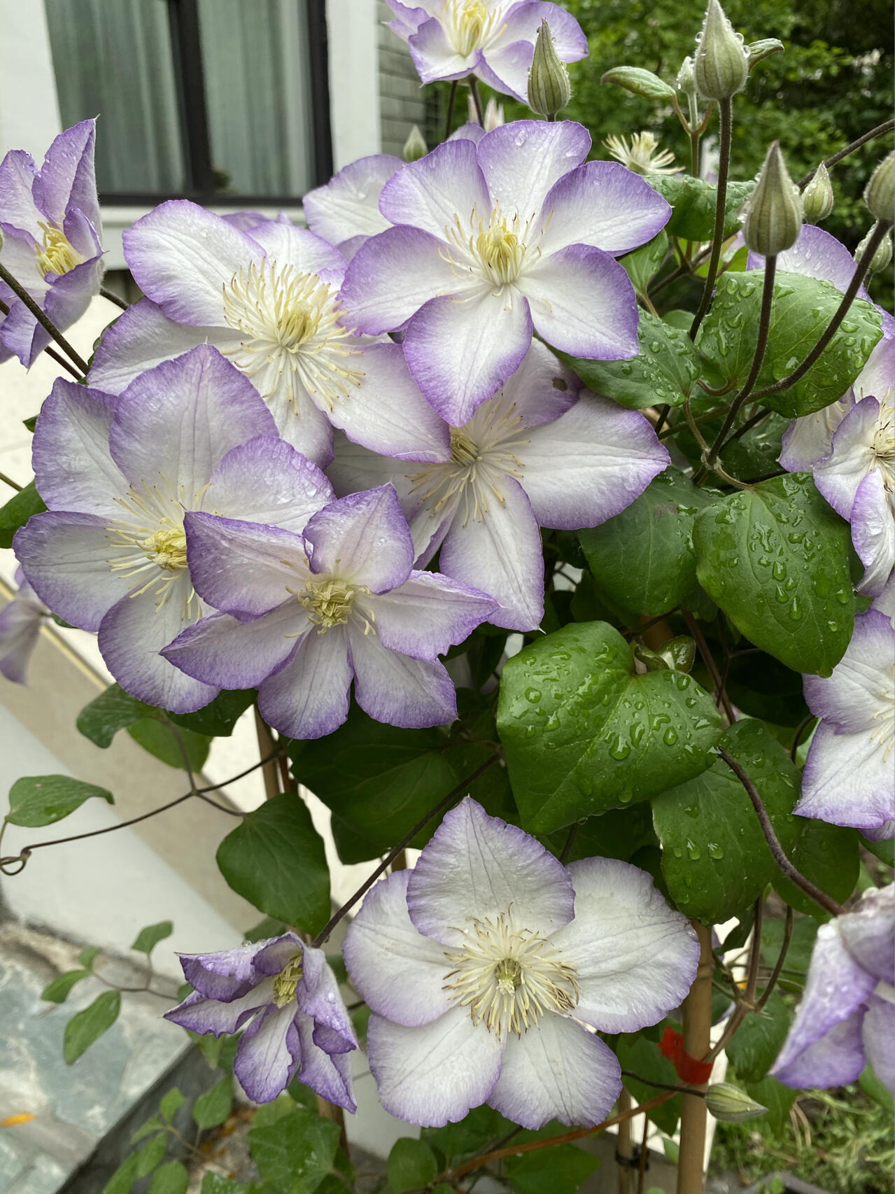Clematis ‘’Lucky Charm| お守り|幸运符‘’